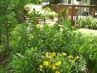 bee balm and day lilies